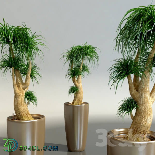 Bokarneya Palm Beaucarnea in pots Lechuza Rondo Indoor 3D Models