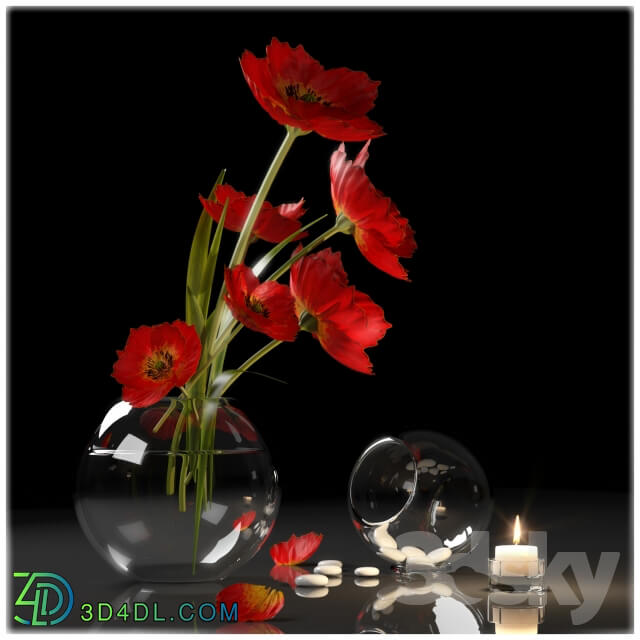 Plant RED POPPIES 2