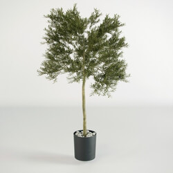 Small Olive Tree Indoor 3D Models 