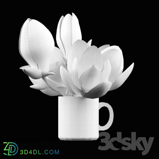 Plant Magnolia in the cup