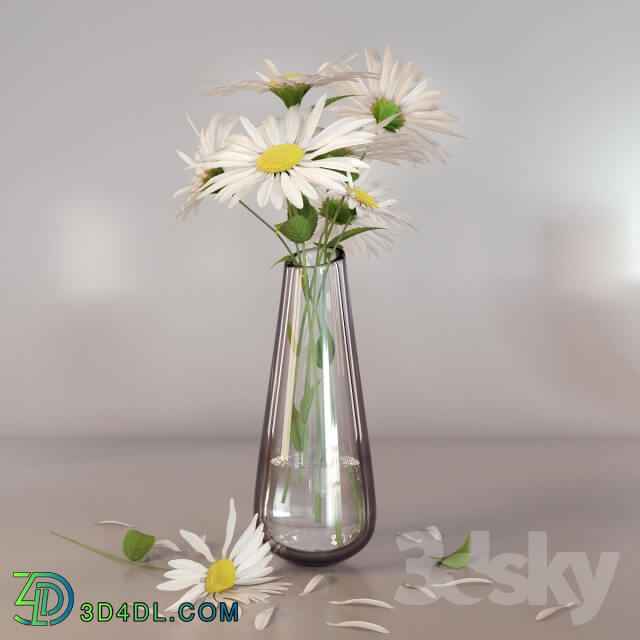 Plant Daisies