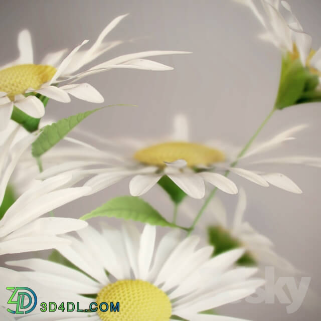 Plant Daisies