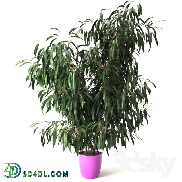 Plant Nerium oleander