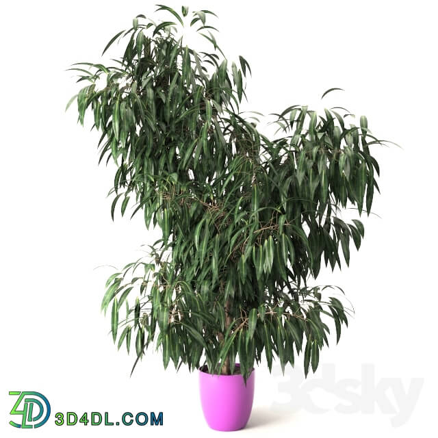 Plant Nerium oleander