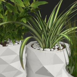 Miscellaneous - Plants in pots Marquis 