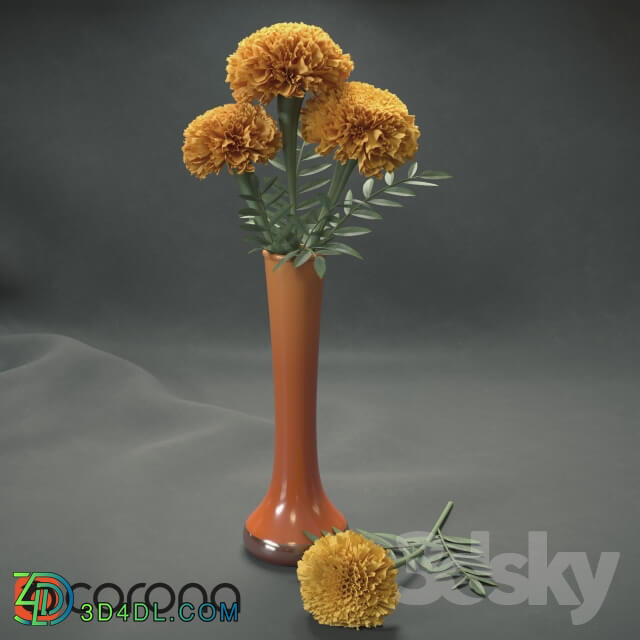 Plant Marigolds