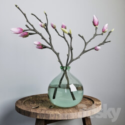 Plant - The branches of a magnolia _Magnolia_ 