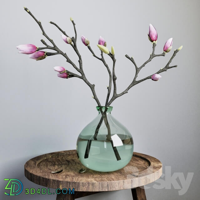 Plant - The branches of a magnolia _Magnolia_