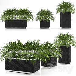 Plant PLANTER BOX 