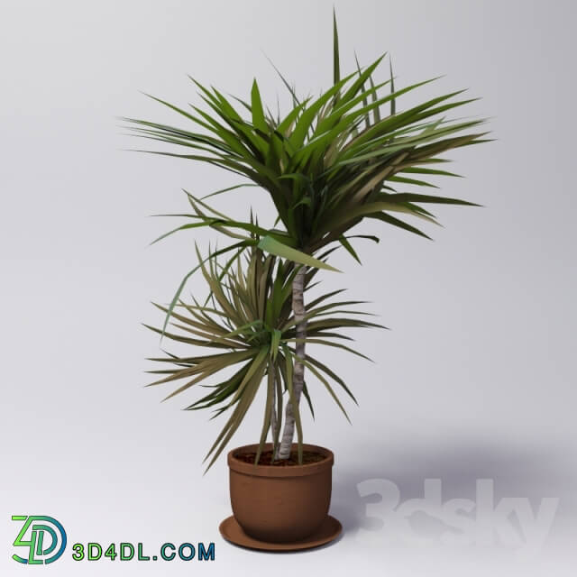 Dracaena 3D Models