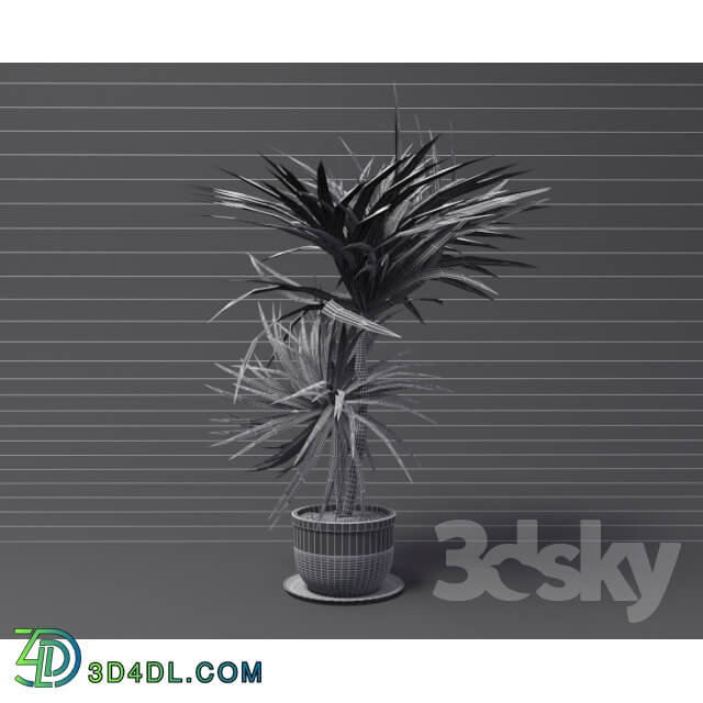 Dracaena 3D Models