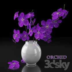Plant Orchids 
