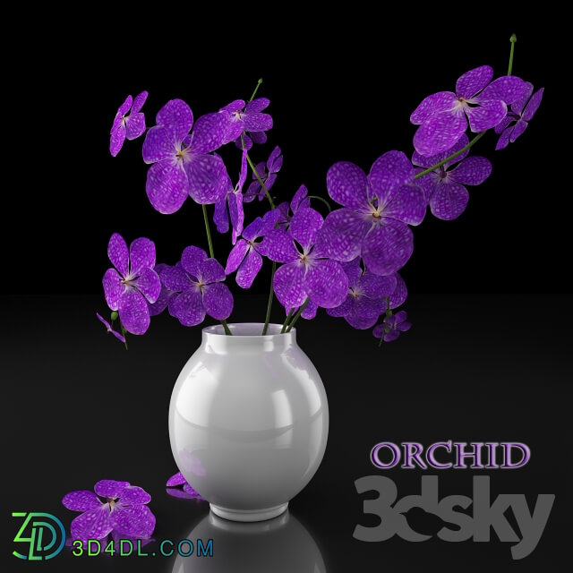 Plant Orchids