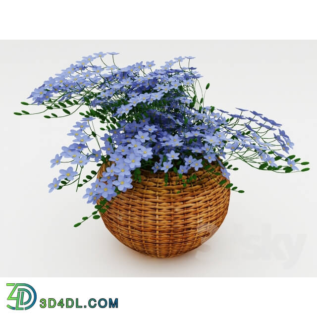 Plant flowers in a basket