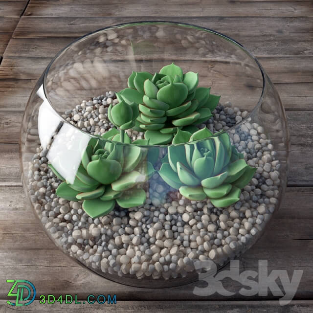 Plant Sempervivum Stone Rose young In a bowl