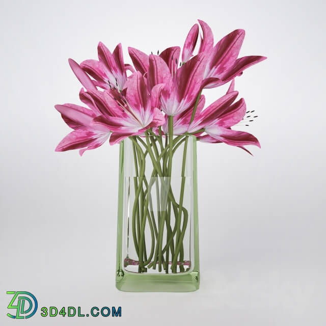 Plant Bouquet of pink lilies