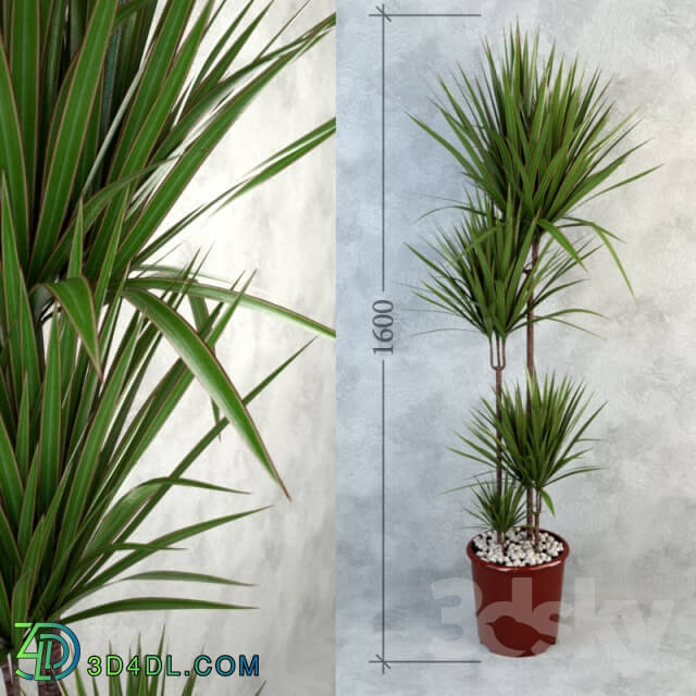 Plant Dracaena Bicolor