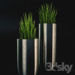 Plant - Vases with Sansevieria cylindrica 