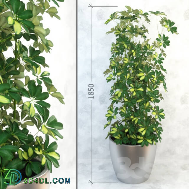 Plant Schefflera Column