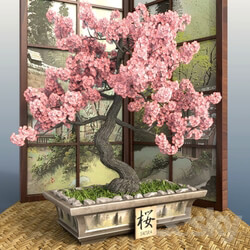 Plant Bonsai 1 Sakura 