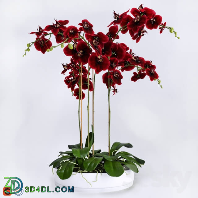 Plant Orchid 4
