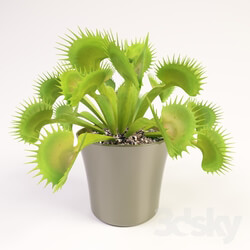Plant Venus flytrap 