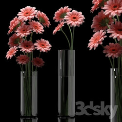 Plant - GERBERA 5 