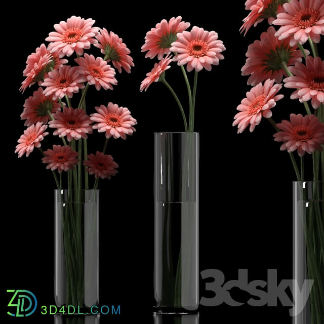 Plant - GERBERA 5