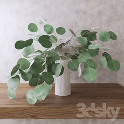 Silver Dollar Eucalyptus 3D Models 