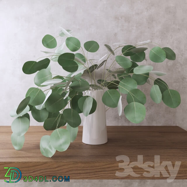 Silver Dollar Eucalyptus 3D Models