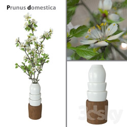 Plant Prunus domestica 