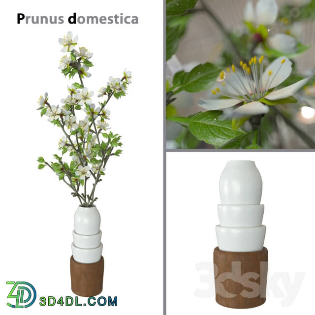 Plant Prunus domestica