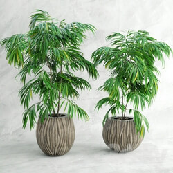 Plant Palma 2 