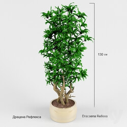 Plant Dracaena Reflex 