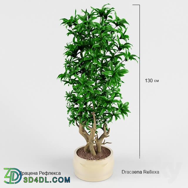 Plant Dracaena Reflex