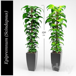 Plant - Epipremnum _Money Plant_ 