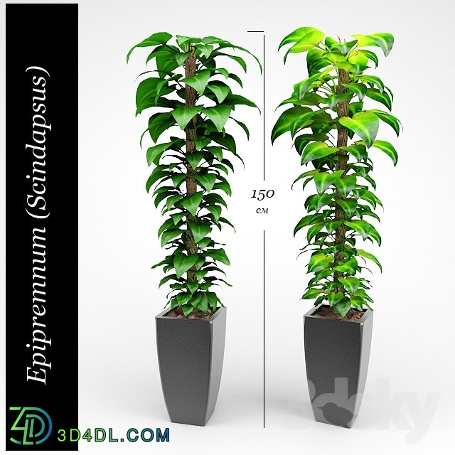 Plant - Epipremnum _Money Plant_