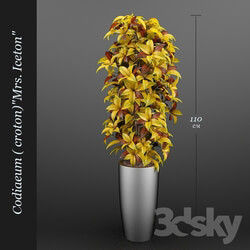 Plant - Codiaeum _Croton_ Ajston 