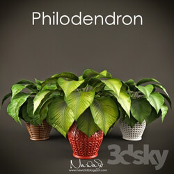 Philodendron 3D Models 