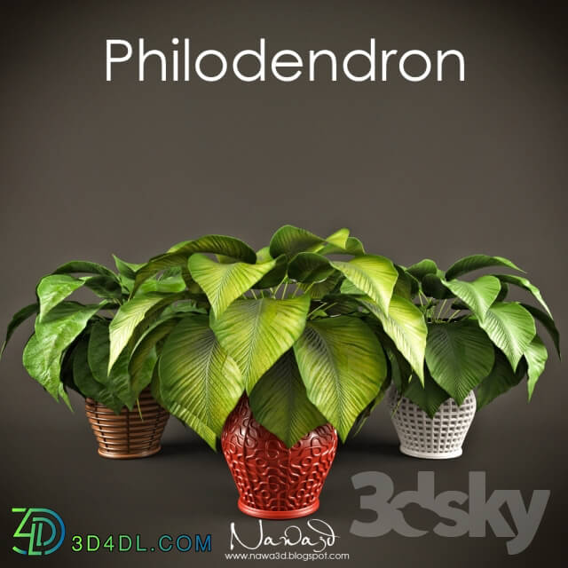 Philodendron 3D Models