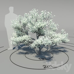 Flowering dogwood Cornus florida Bush 3D Models 