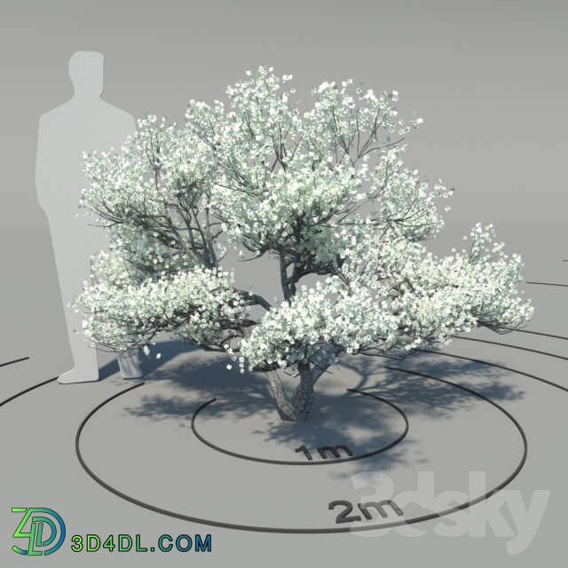 Flowering dogwood Cornus florida Bush 3D Models