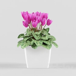 Plant Cyclamen 