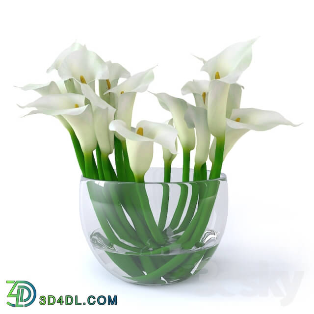 Plant Calla Lily