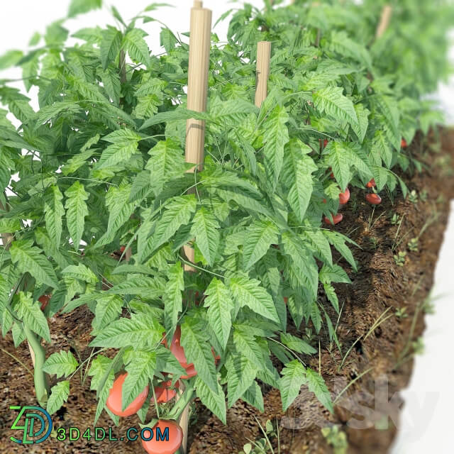 Plant Tomato