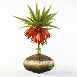Plant Imperial Fritillaria 
