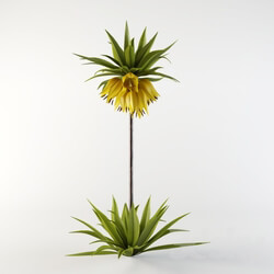 Plant Imperial Fritillaria 