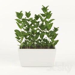 Plant Mint in pots 