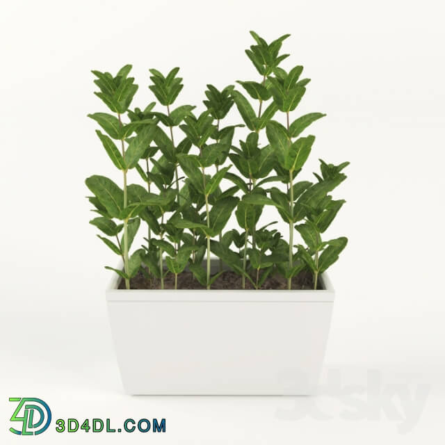 Plant Mint in pots
