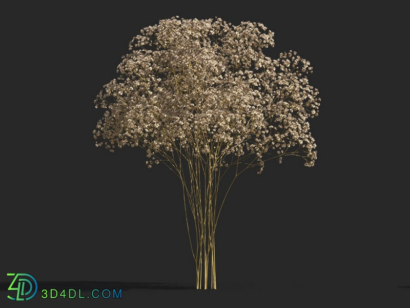 Maxtree-Plants Vol53 Gypsophila paniculata 01 01